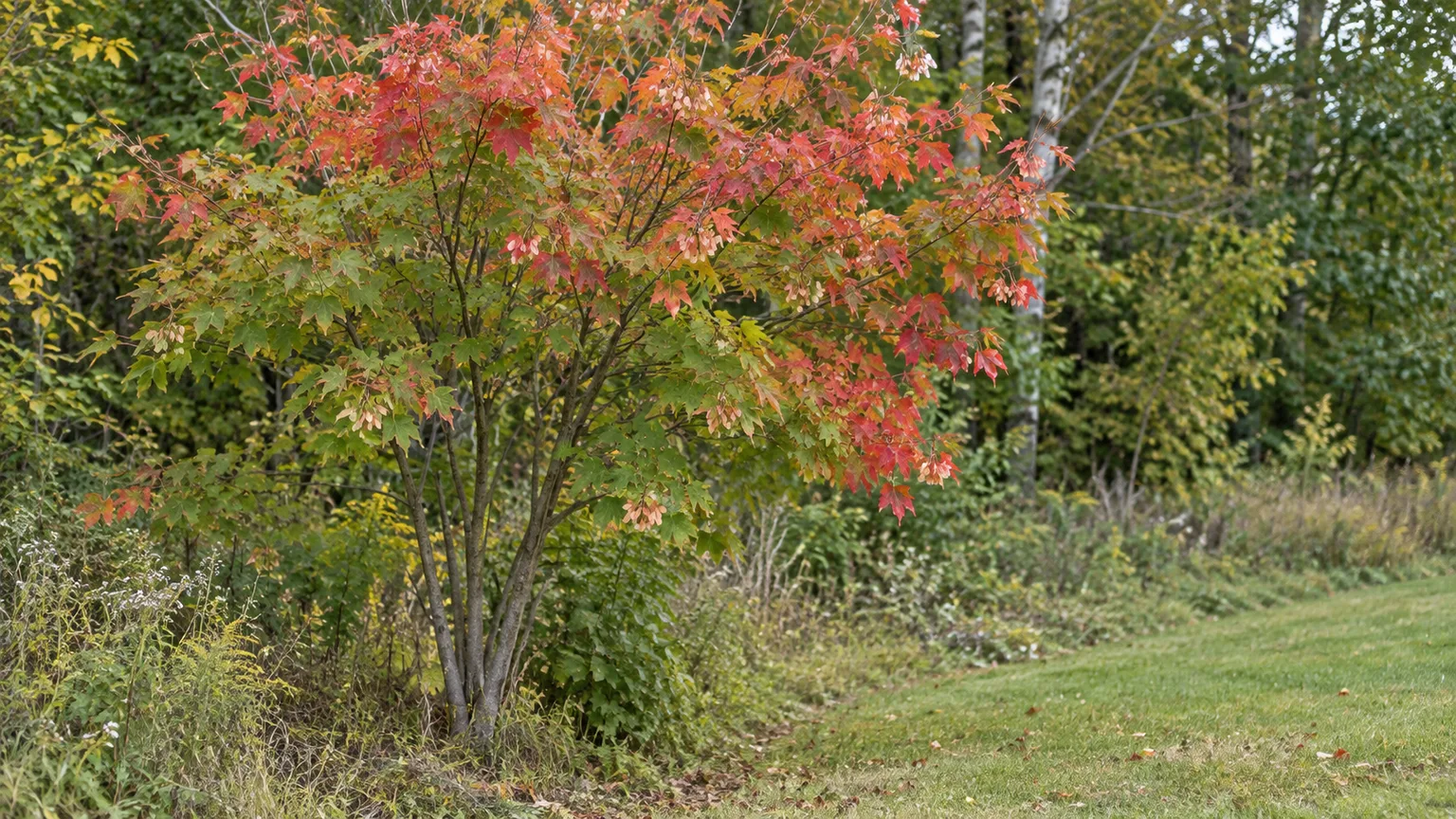 Multi-stemmed Amur maple with lobed leaves showing red and orange fall color