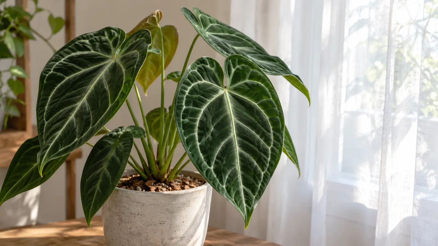 Healthy crystal anthurium with dark velvety leaves and pale silver veins in a bright indoor corner