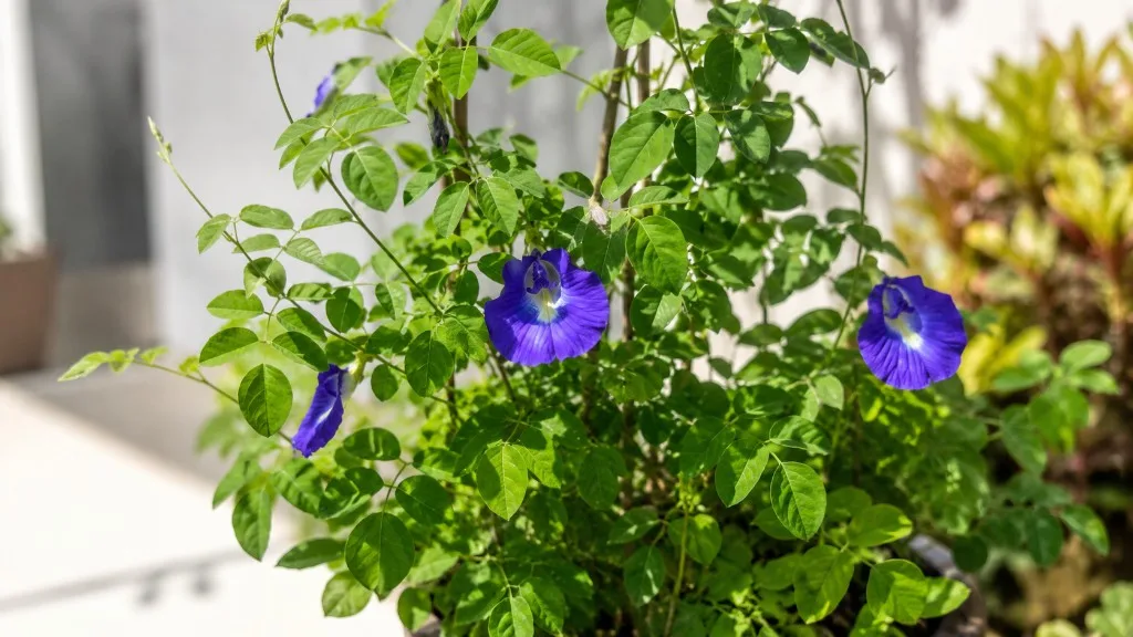 Aparajita houseplant