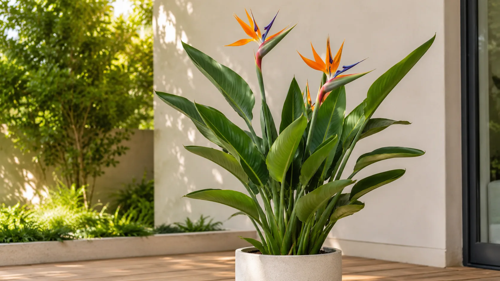 Bird of Paradise houseplant