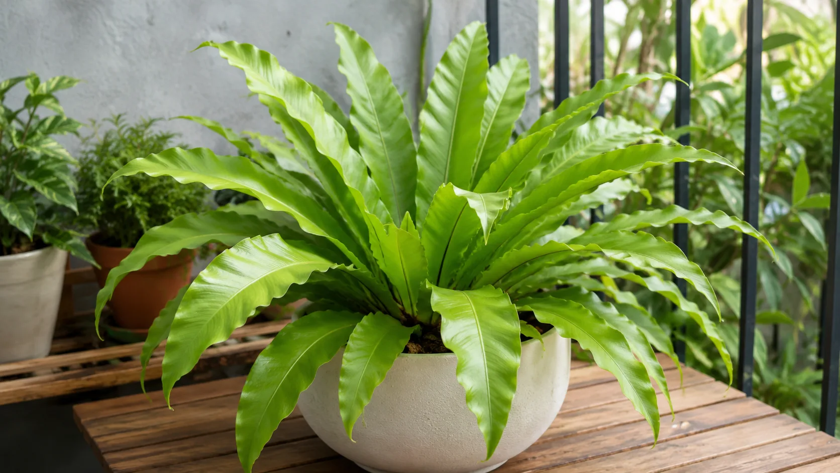 Bird's Nest Fern houseplant