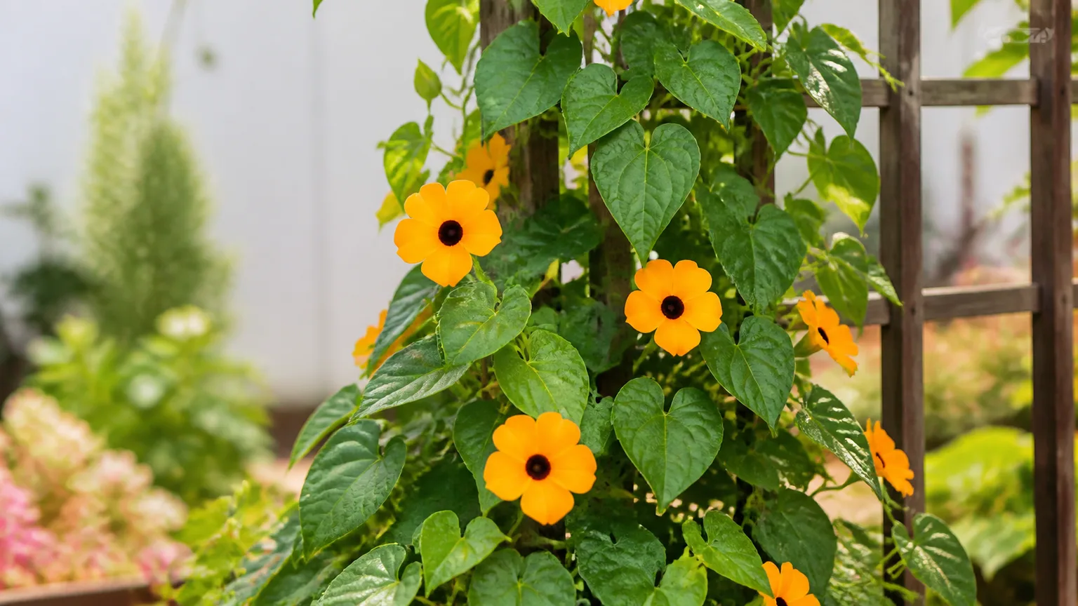 A flowering black-eyed Susan vine climbing a garden support