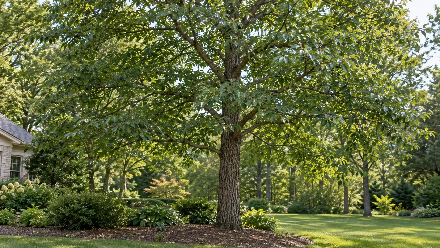 Mature black gum tree with a furrowed trunk and glossy green canopy in a garden