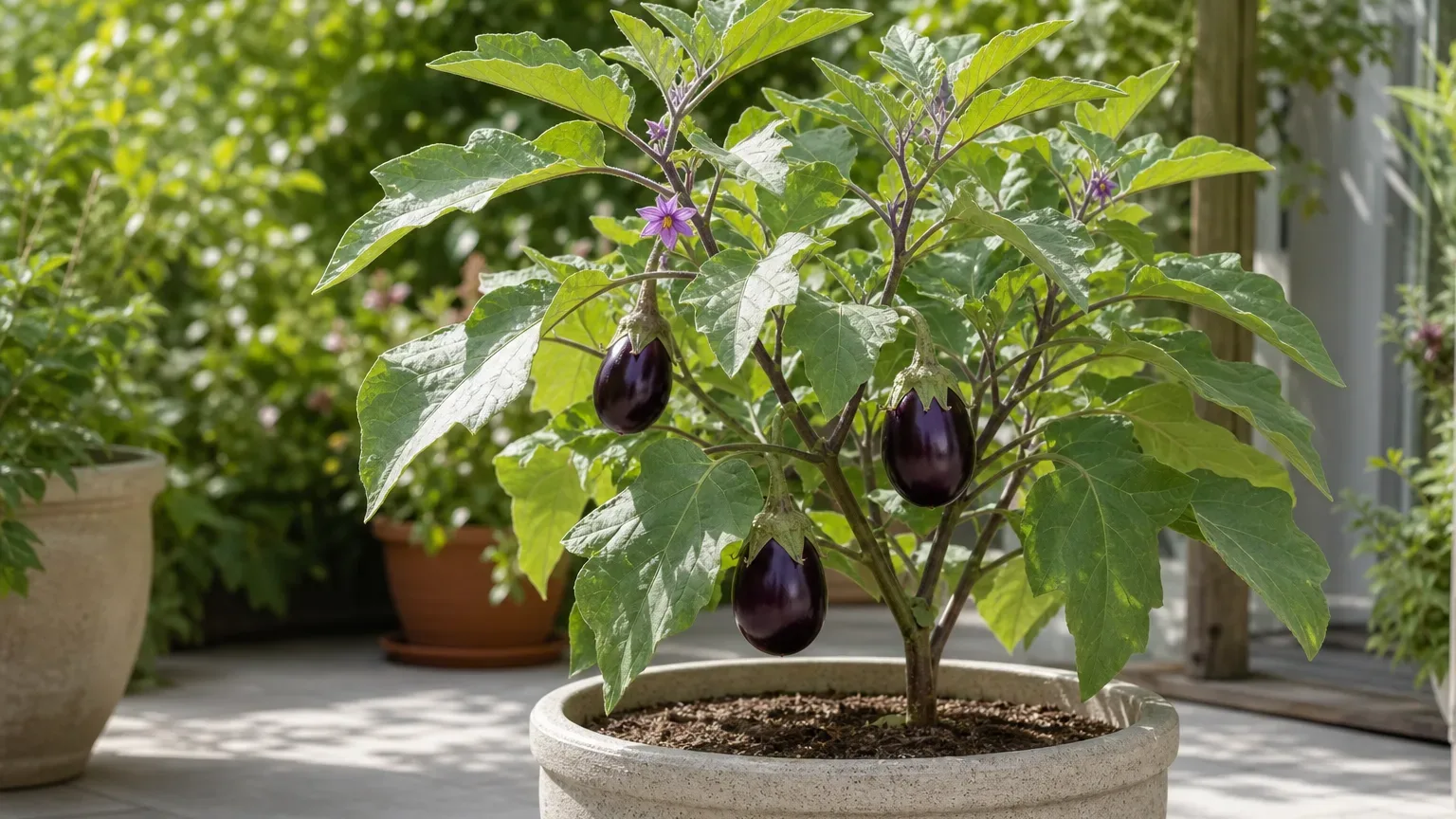Eggplant plant with glossy purple fruit hanging on its branches