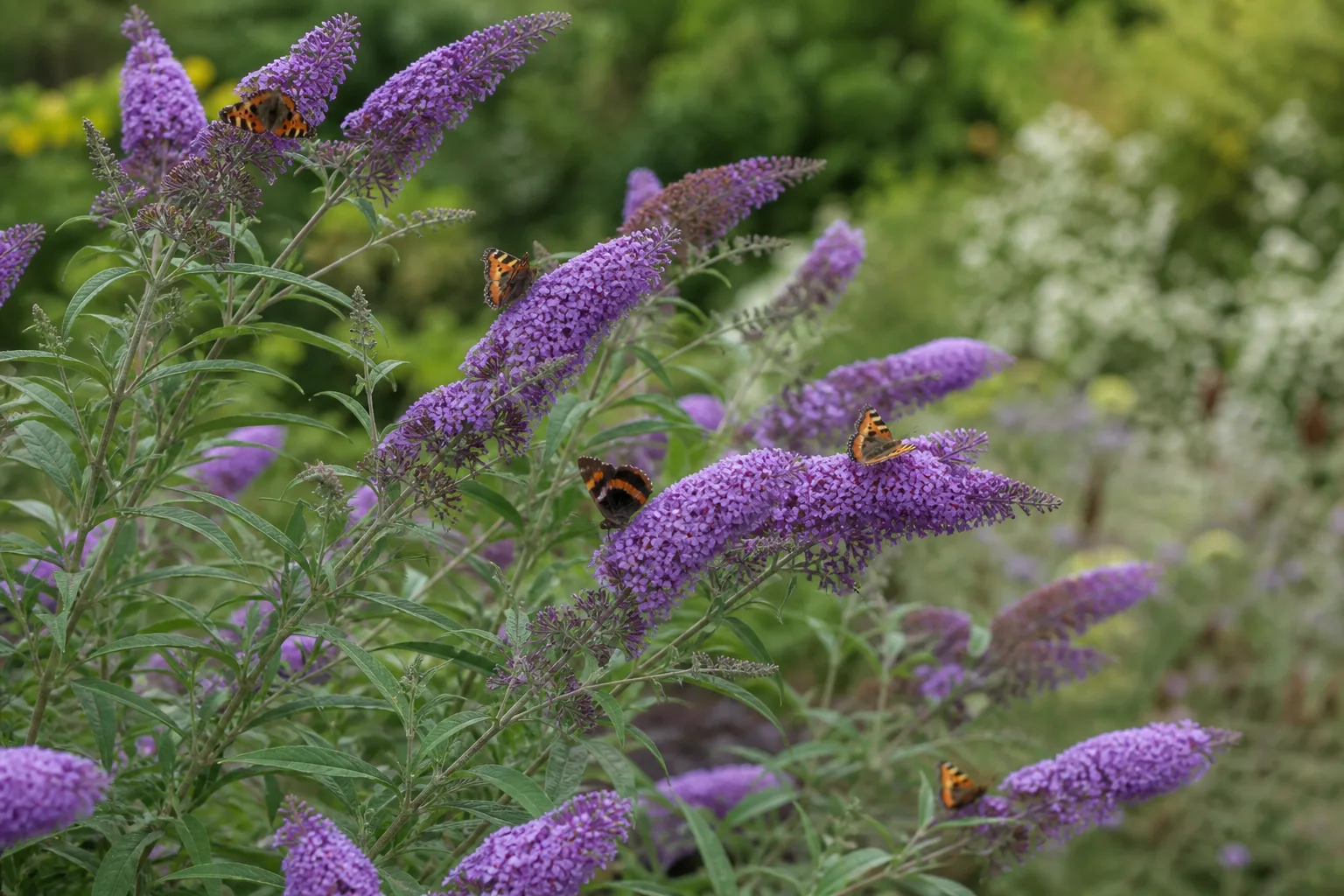 Purple butterfly bush flowering in a sunny garden border