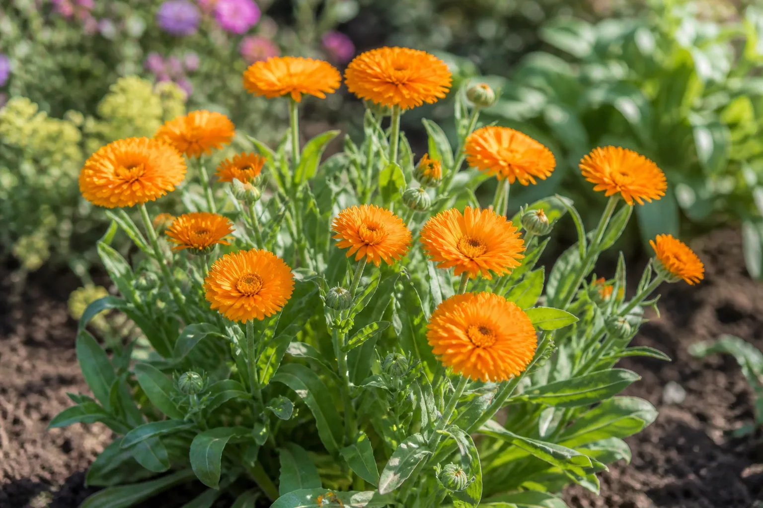 Orange calendula flowers in a sunny garden border