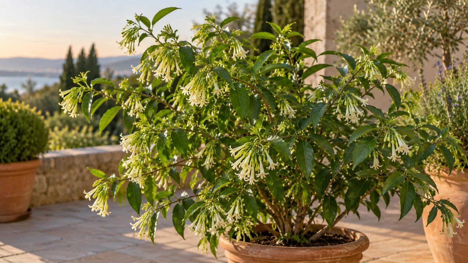 Arching Cestrum nocturnum shrub with cream tubular flowers in a patio container