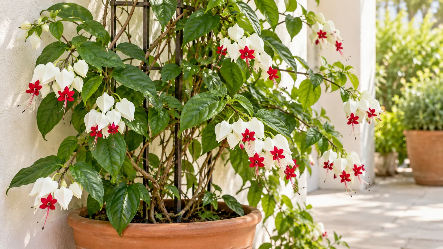 Healthy bleeding heart vine with crimson flowers emerging from white calyces on a sunny patio