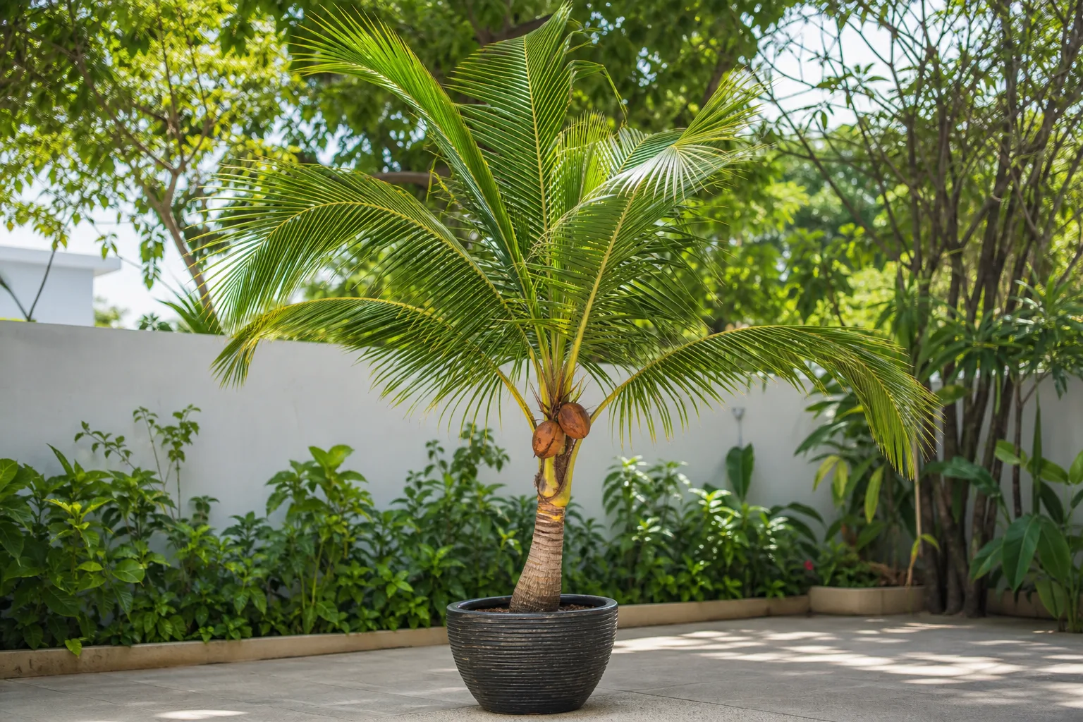 Healthy coconut palm with pinnate fronds and coconuts in a sunny patio garden