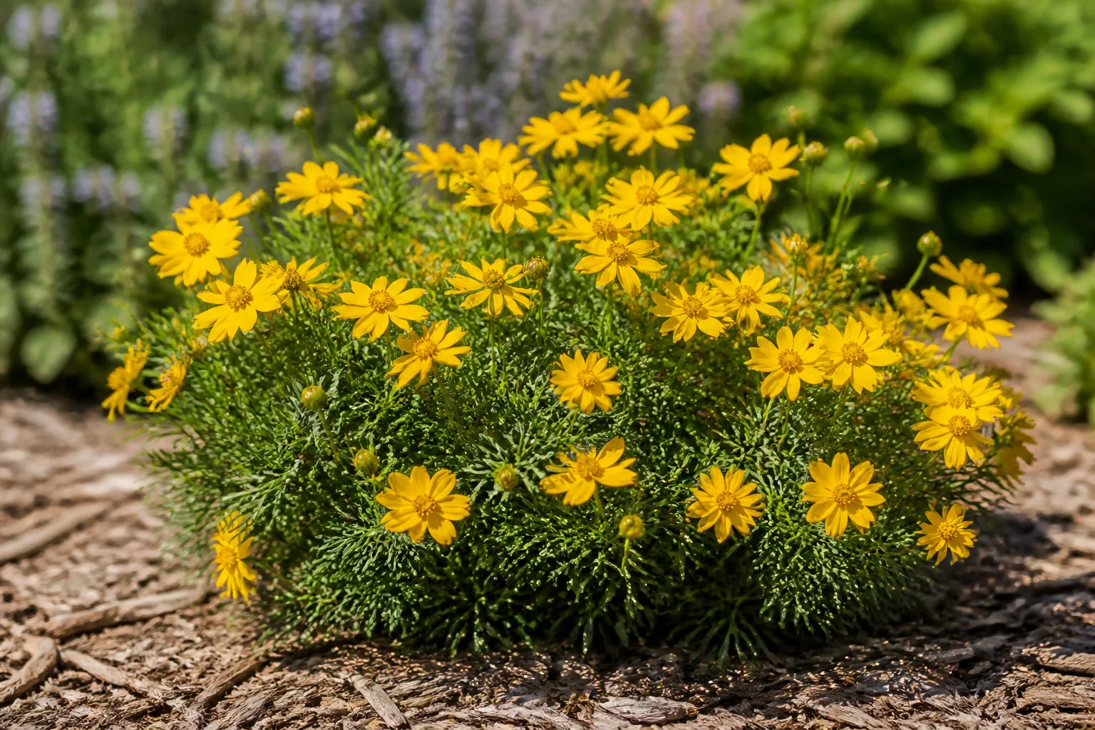 Golden coreopsis with daisy-like flowers blooming in a sunny garden