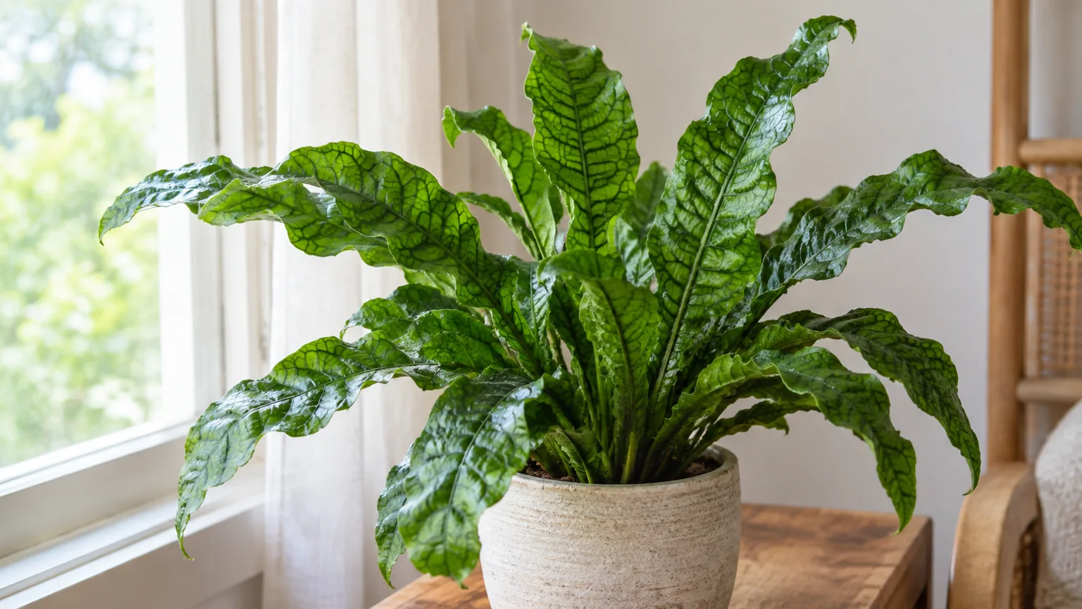 Healthy crocodile fern with glossy, net-veined fronds in filtered window light