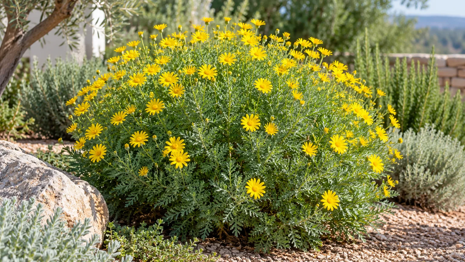 Healthy bush daisy with finely divided gray-green foliage and yellow flowers in a sunny garden