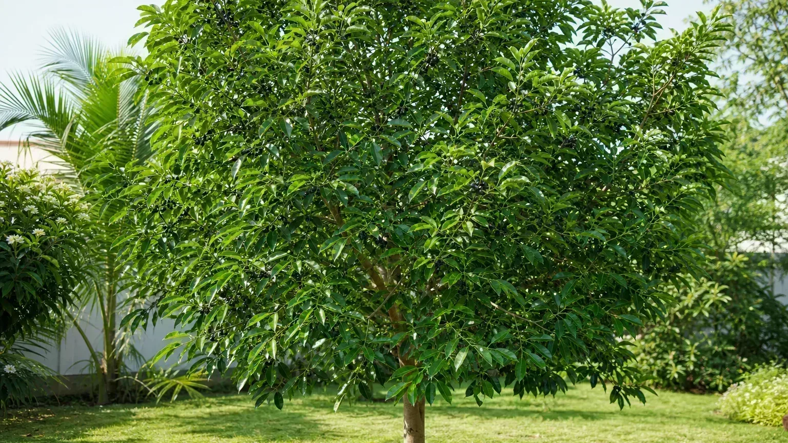 Jamun houseplant