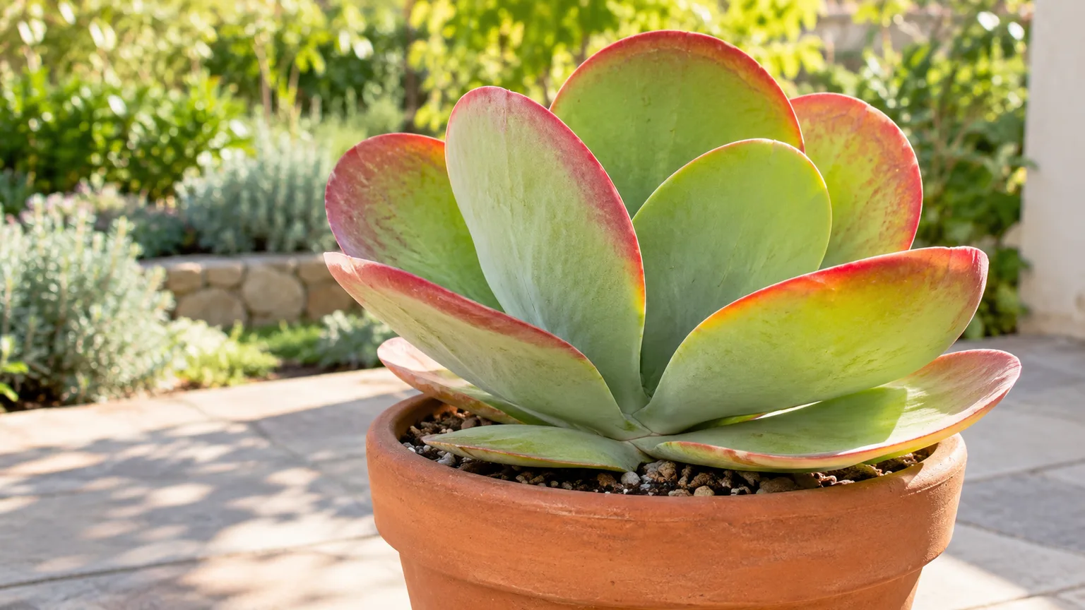 Healthy Kalanchoe luciae flapjack succulent with green paddle leaves edged in red in bright outdoor light