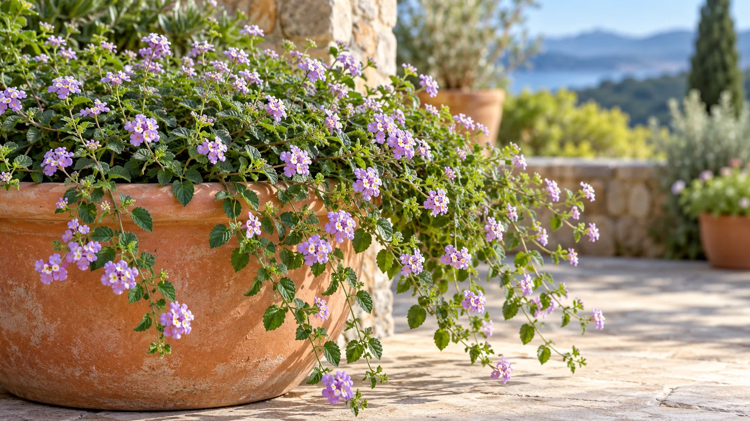 Healthy trailing lantana with lavender blooms cascading from a terracotta pot on a sunny patio