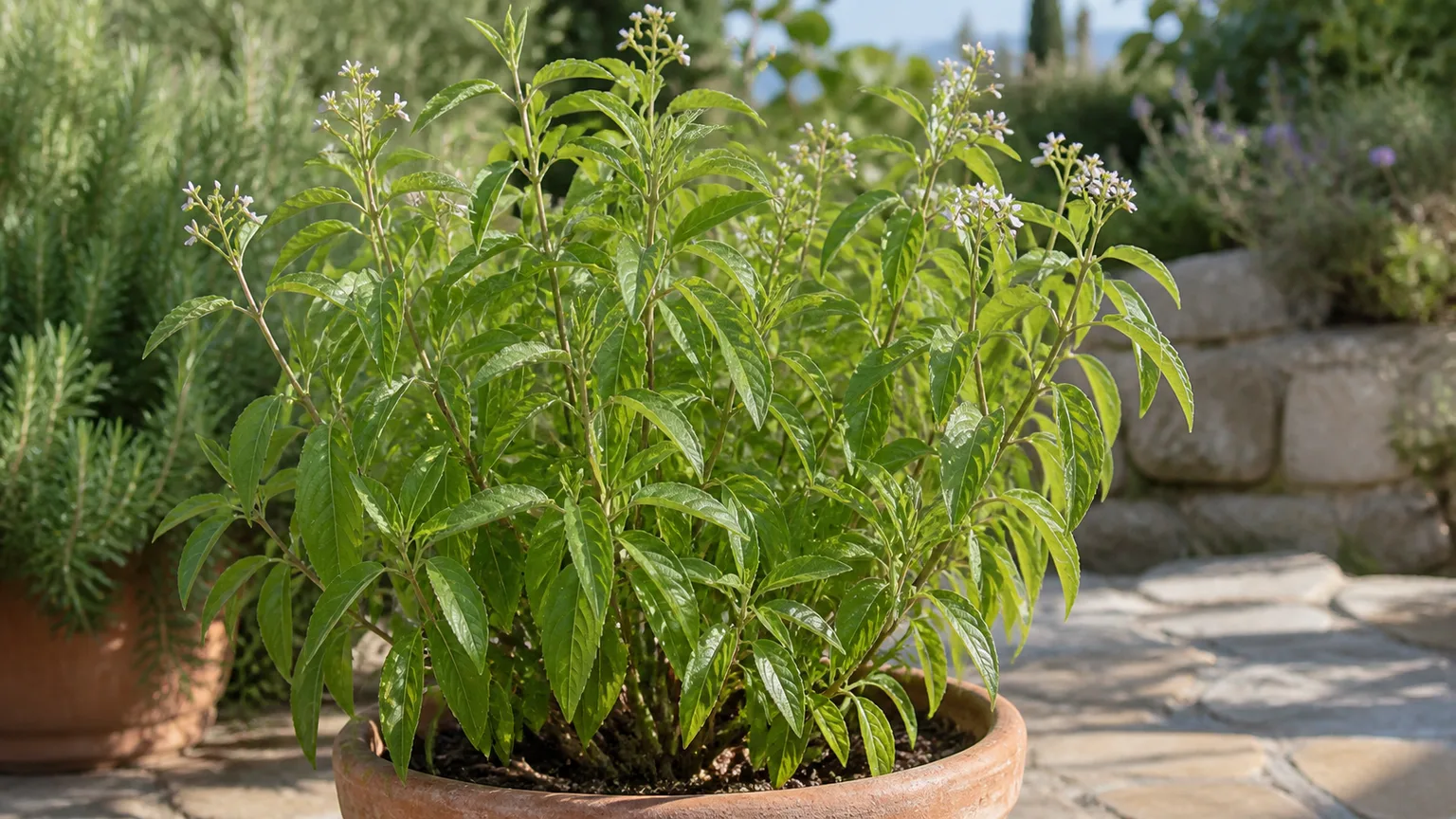 Fragrant lemon verbena with narrow green leaves growing in bright sunlight