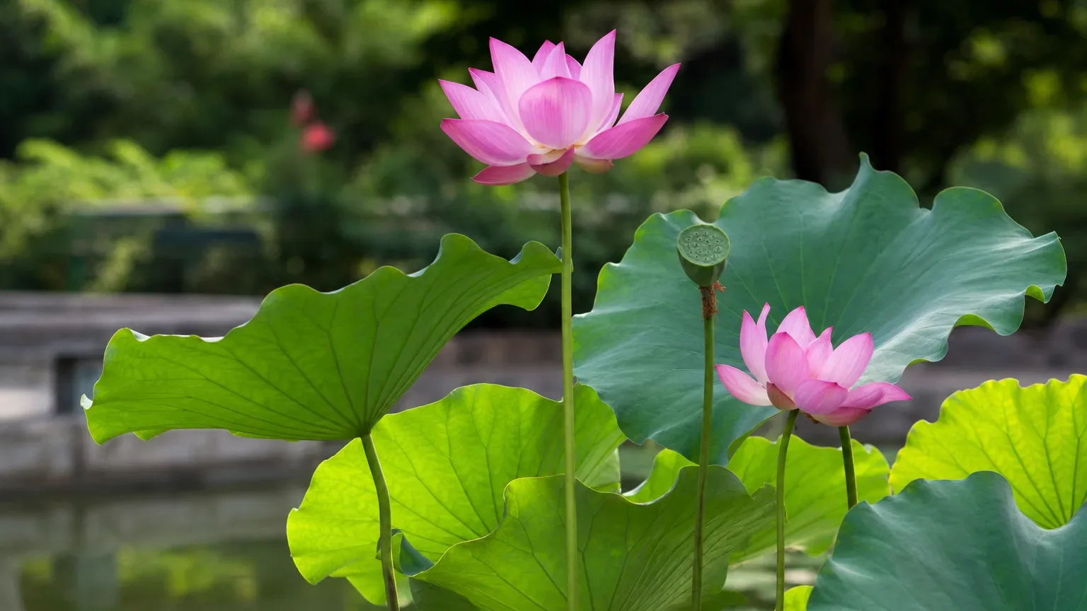 Pink sacred lotus flower and round leaves rising above a sunny pond