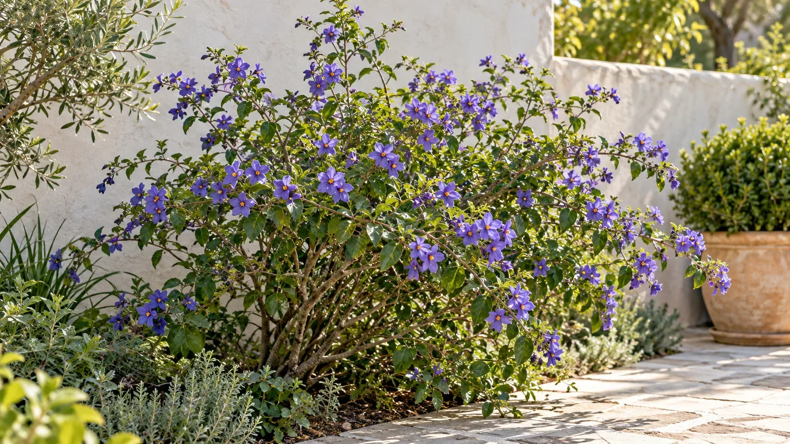 Blue potato bush with violet-blue flowers and yellow centers growing in a sunny garden