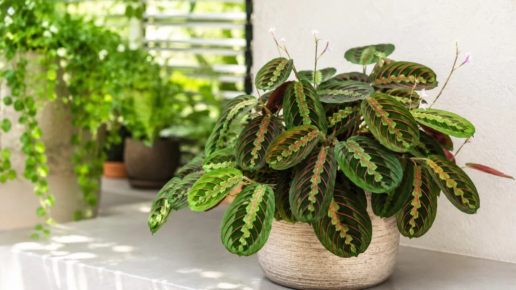Maranta Leuconeura houseplant