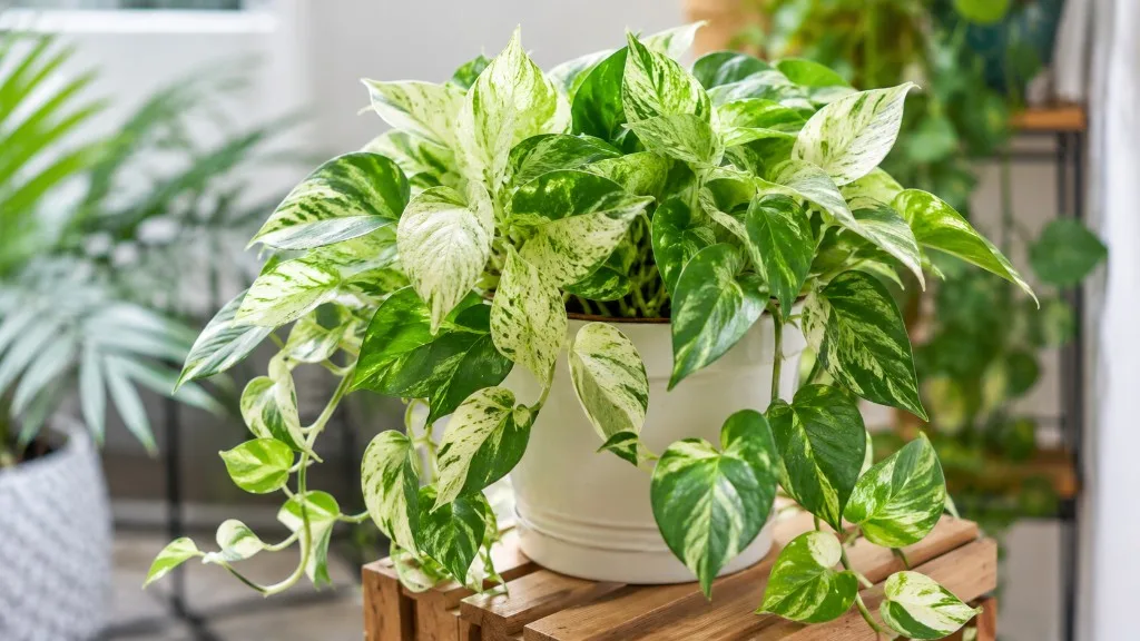 Marble Queen Pothos houseplant