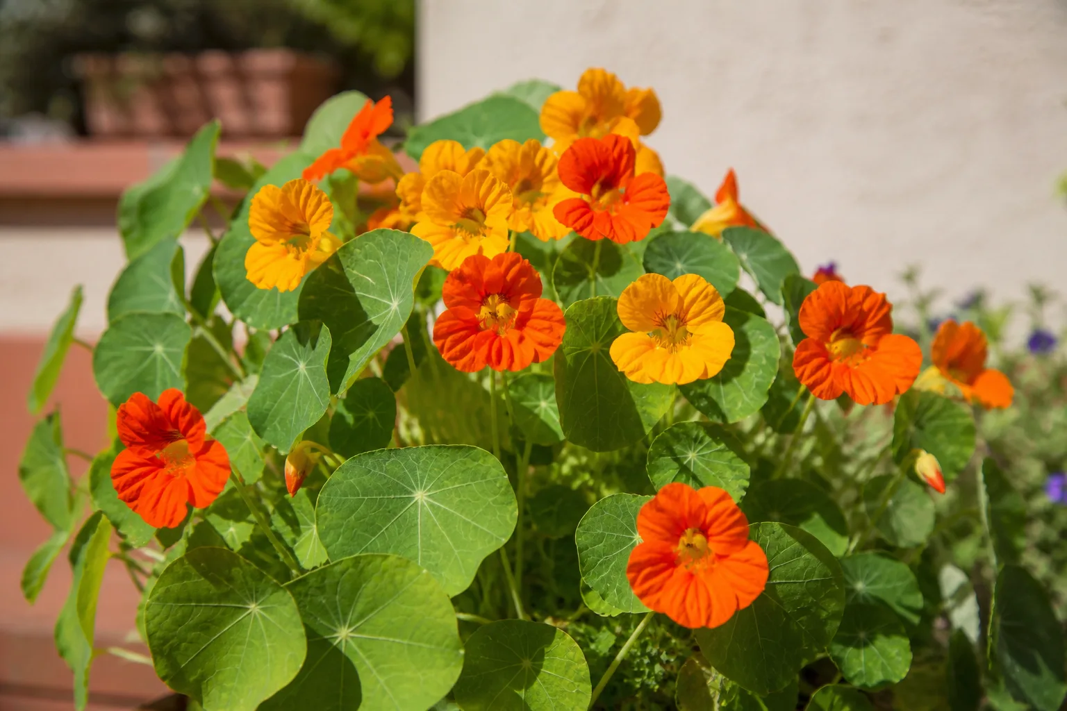 Nasturtium flowers with round leaves used as a trap crop along a garden edge