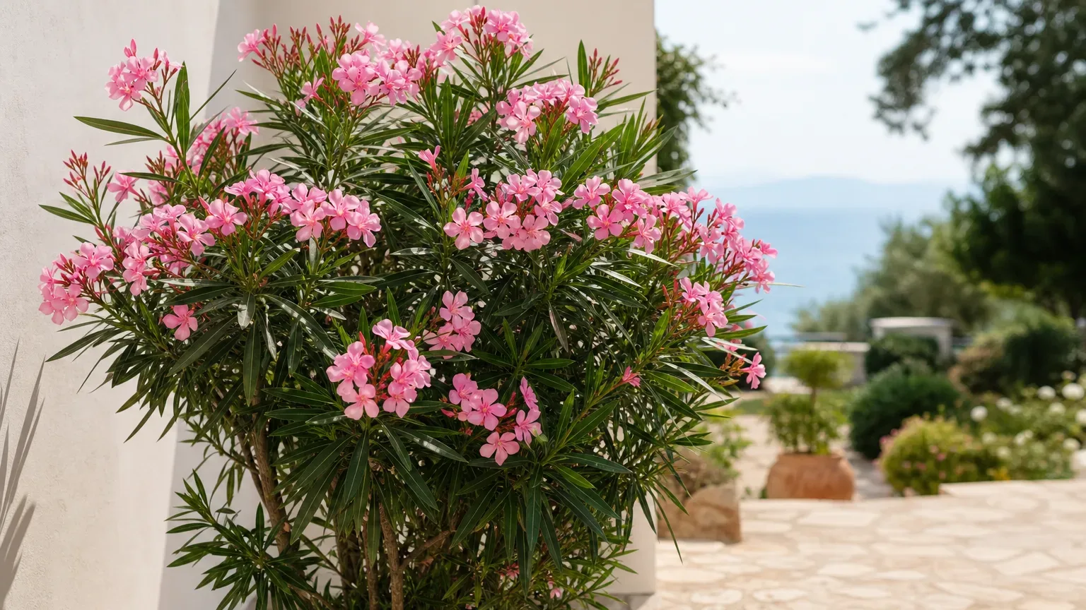 Healthy flowering oleander shrub in an outdoor garden