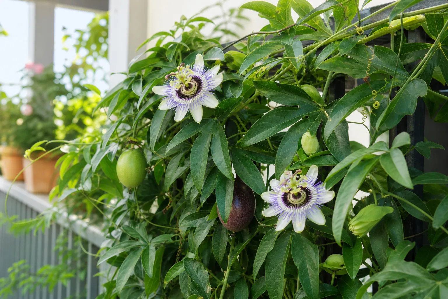 Passionflower vine with intricate flowers and developing fruit on a sunny support
