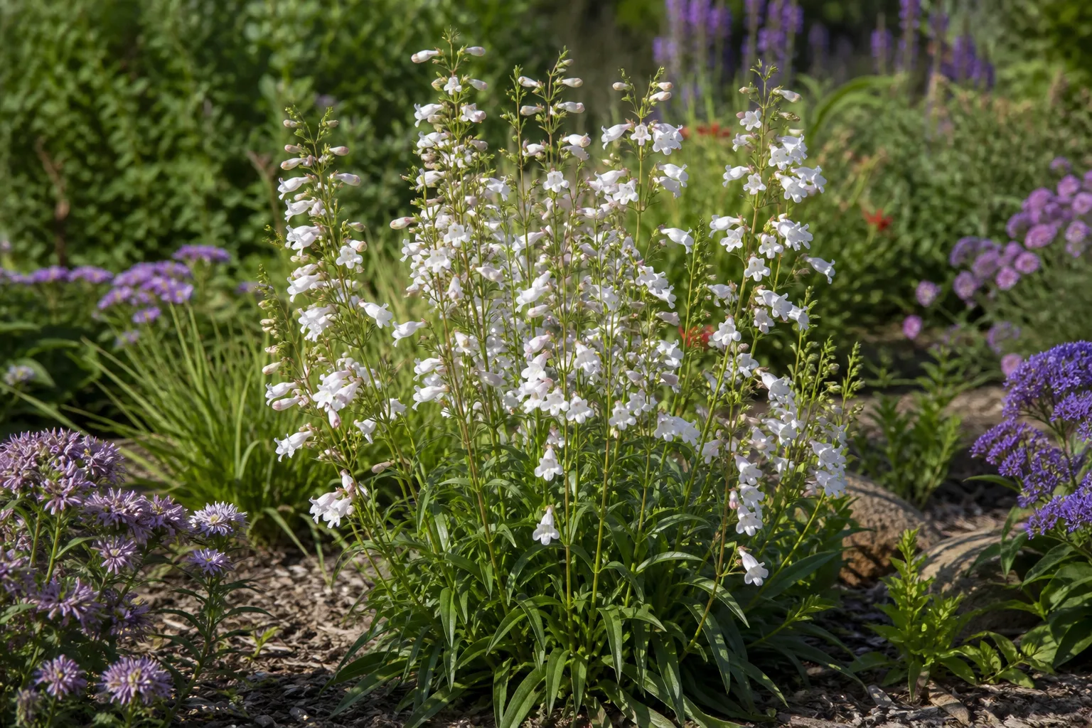 White penstemon flowers rising above a mixed garden bed