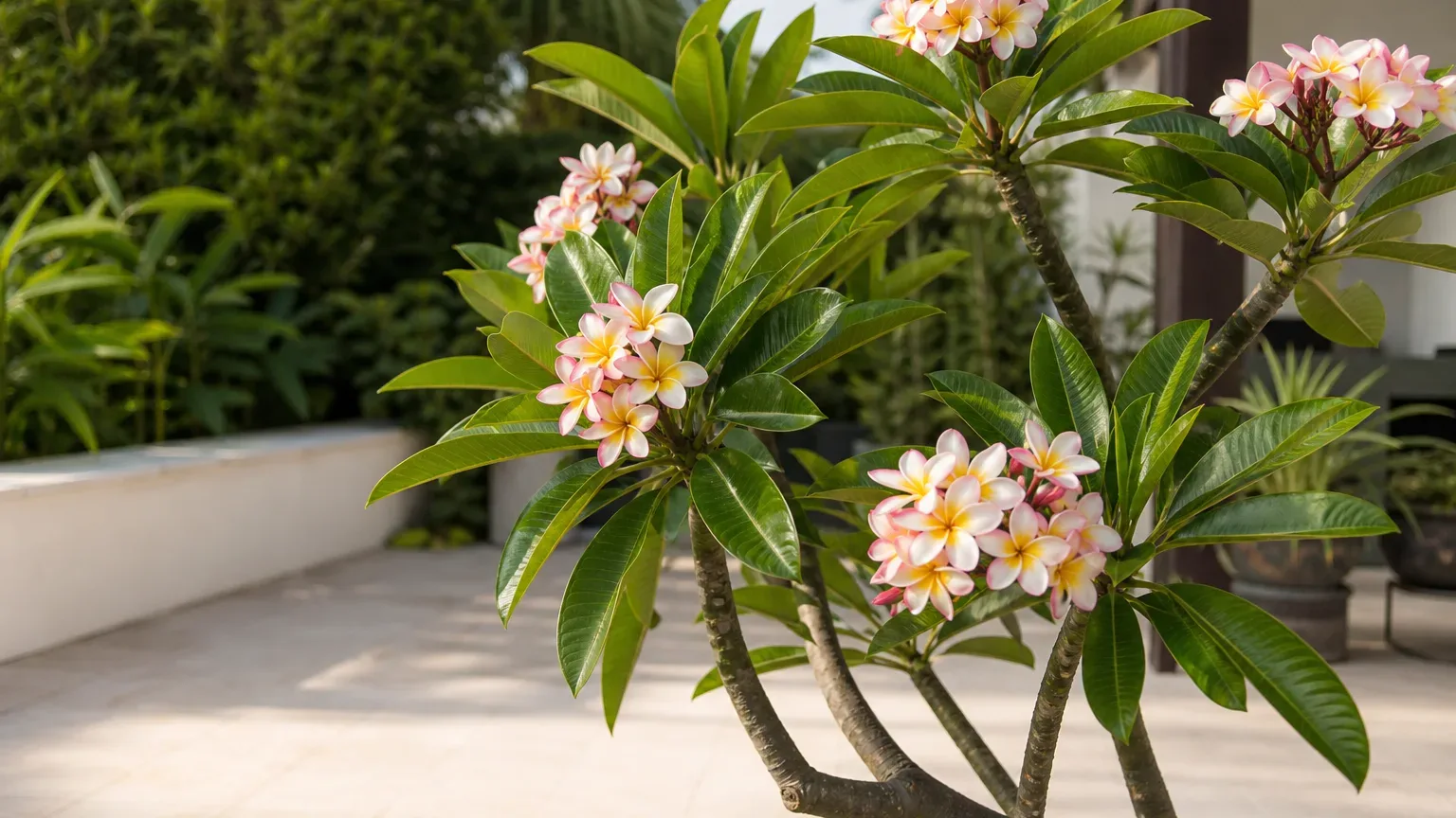 Healthy plumeria with pink-and-white flower clusters on a sunny patio