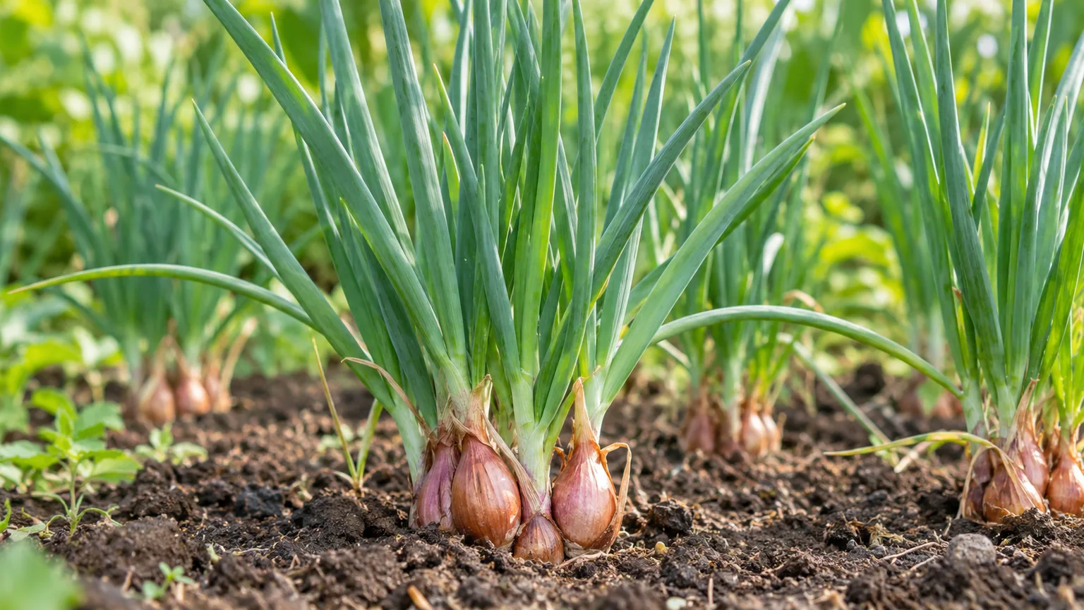 Healthy shallot plants growing in a sunny garden bed