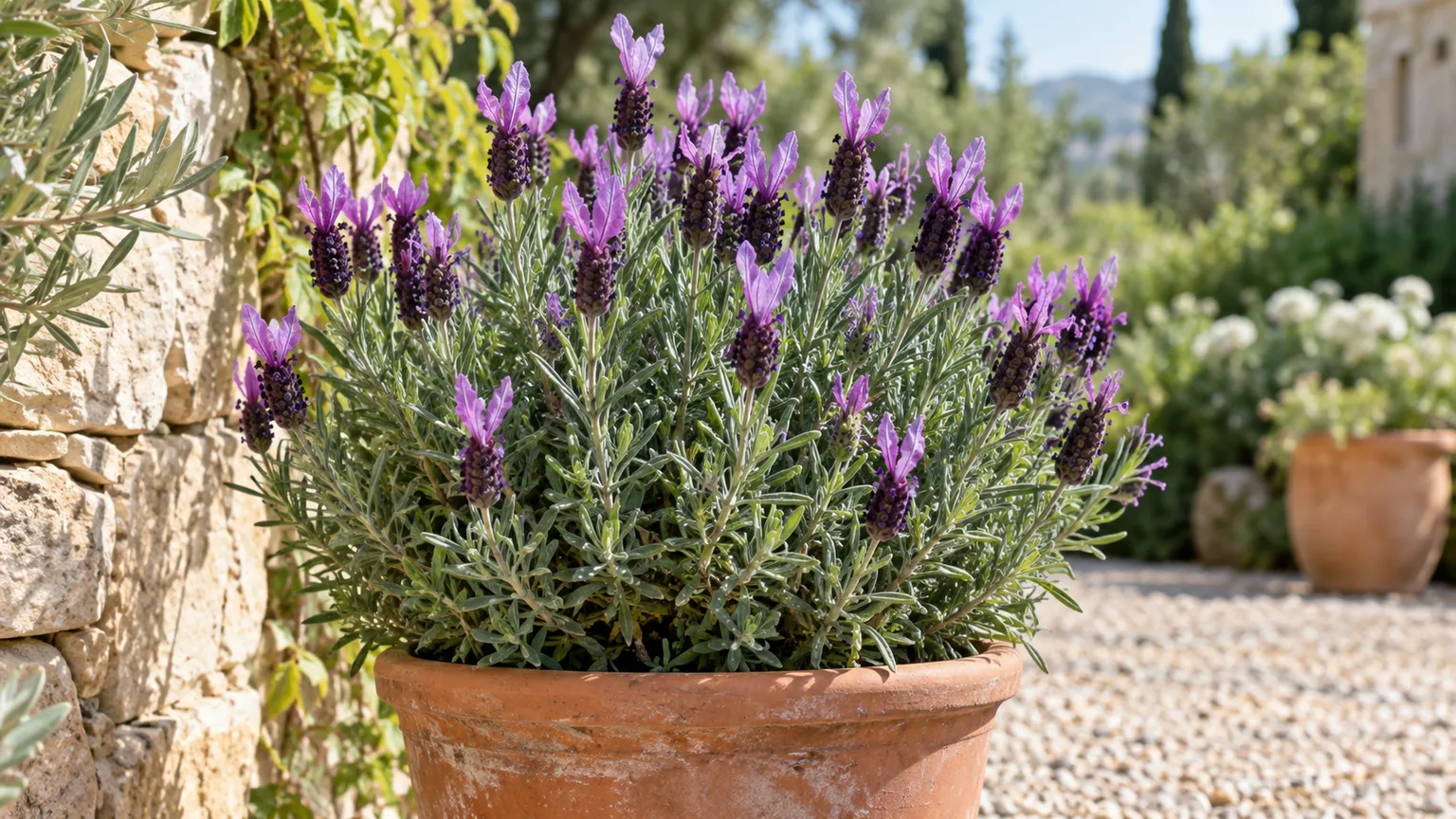 Healthy Spanish lavender with purple flower heads topped by pink bracts in a terracotta pot