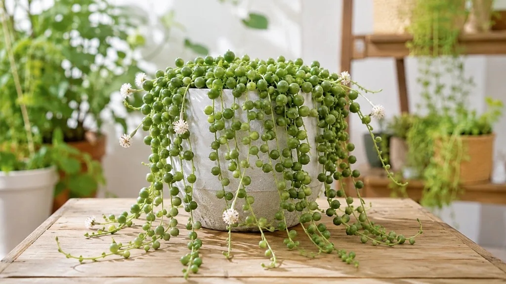 String of Pearls houseplant