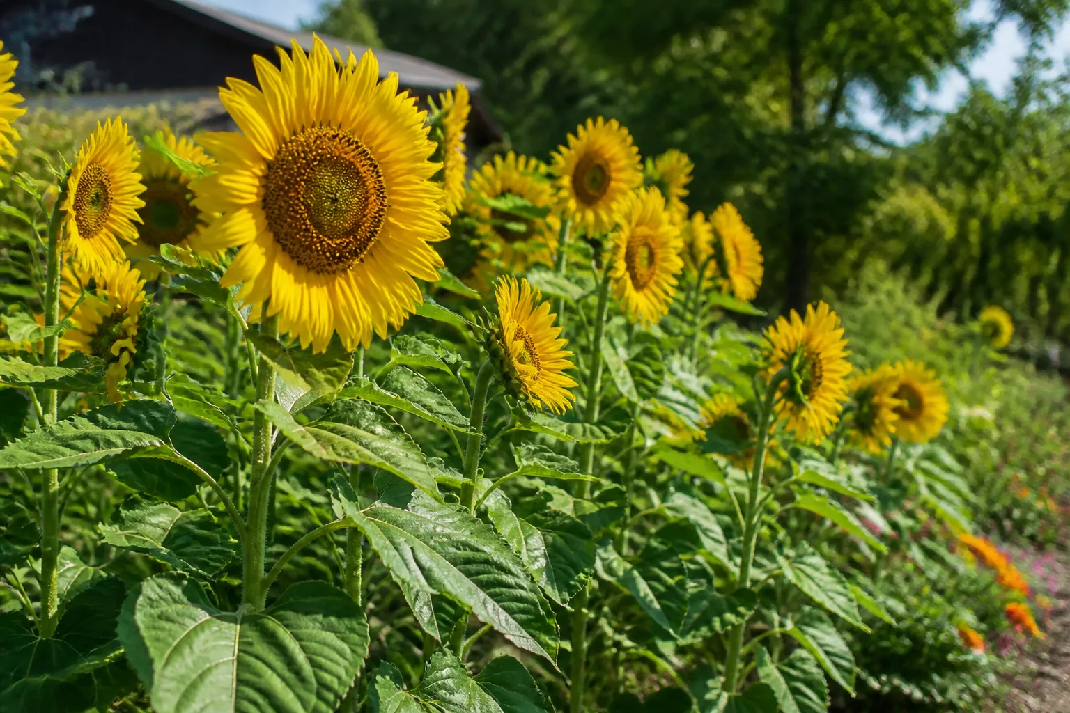 Sunflower blooms in a summer pollinator bed attracting bees
