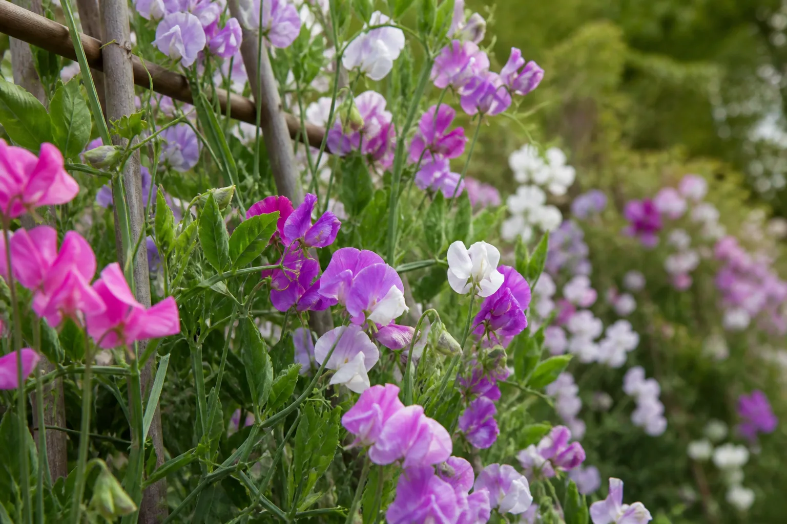Sweet peas climbing on a support beside a patio