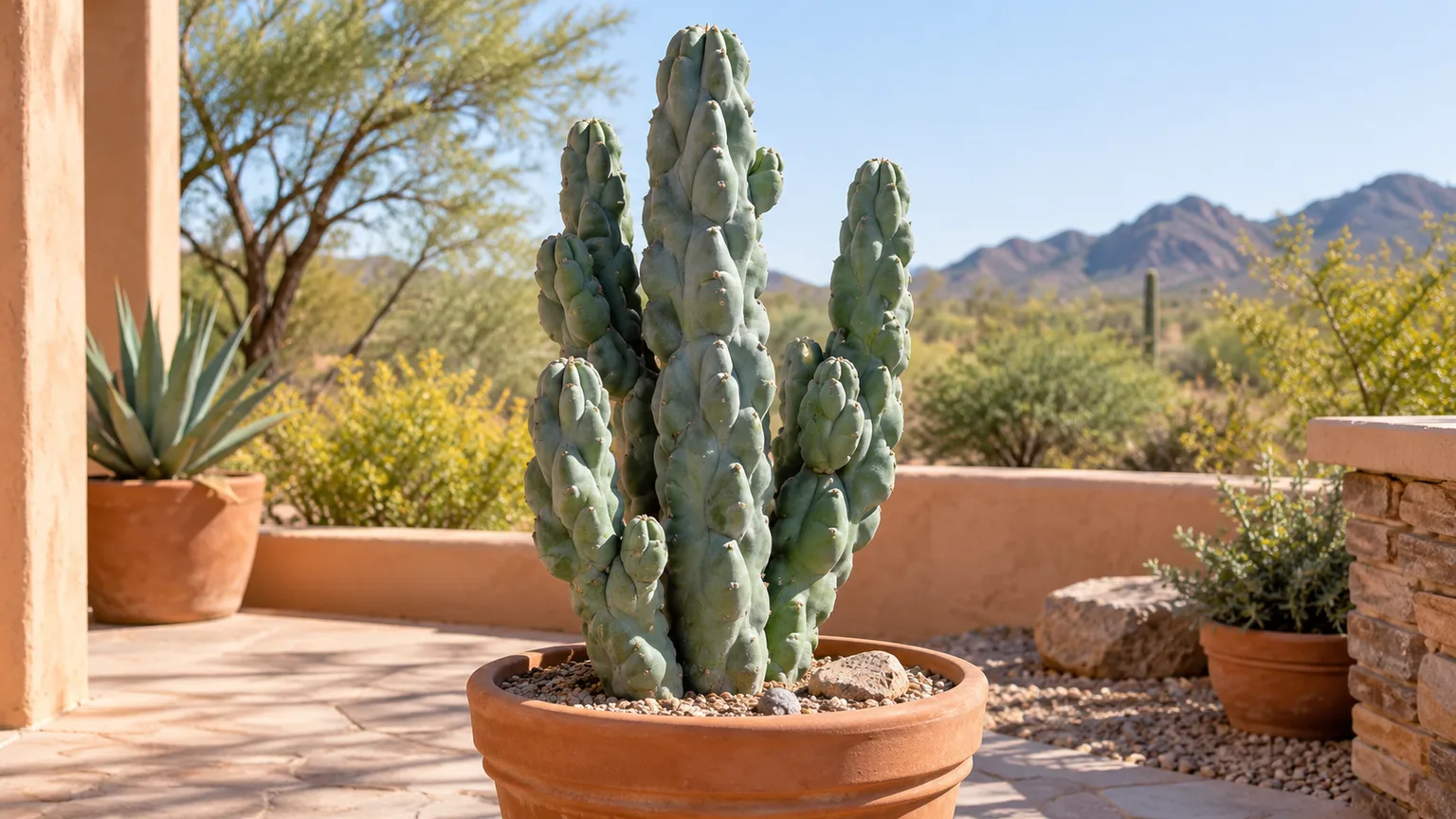 Healthy totem pole cactus with sculptural knobby stems in a sunlit desert patio.
