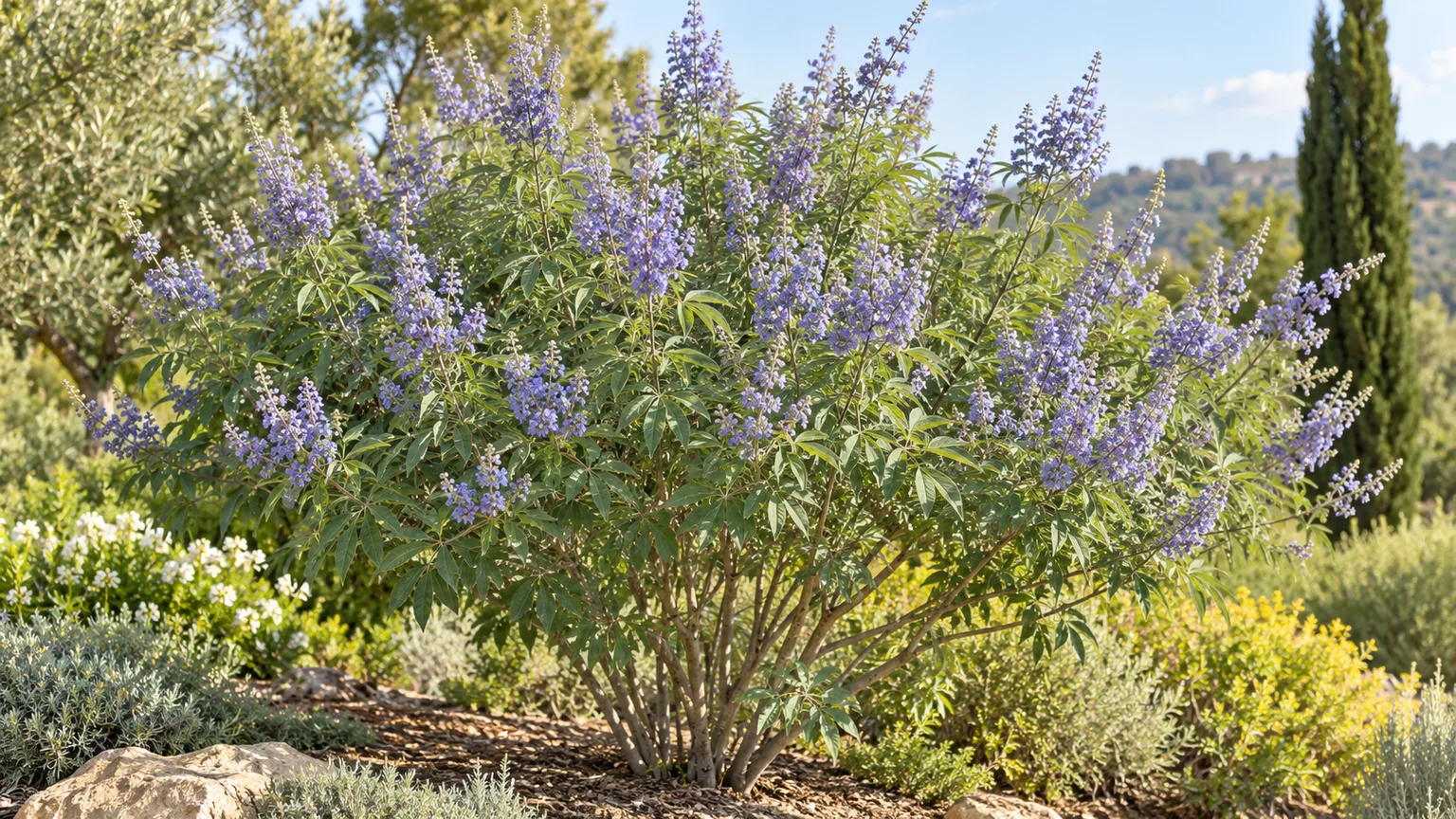 Flowering chaste tree with palmate leaves in a sunny garden