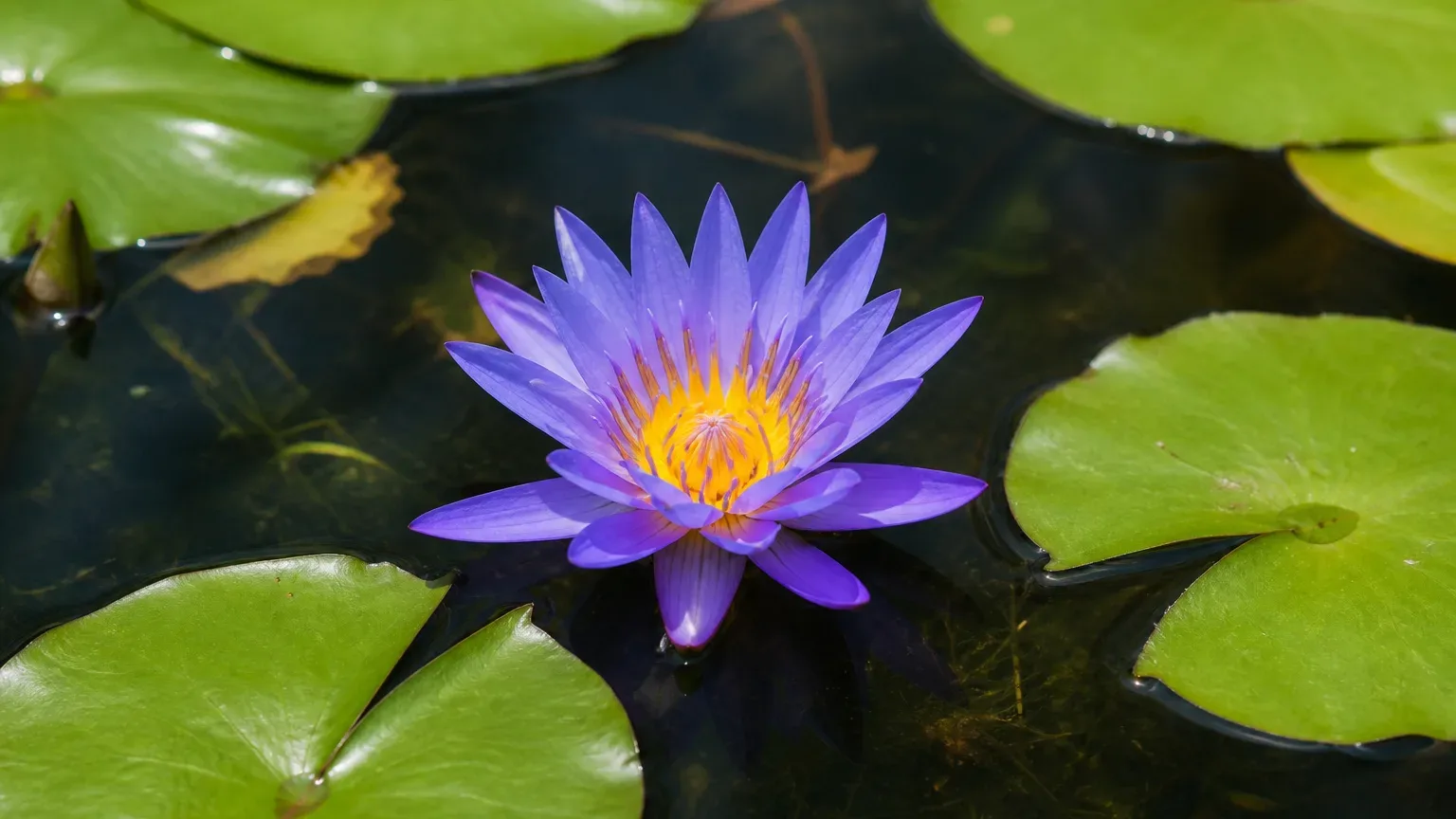 Blue Nymphaea nouchali water lily flowering among floating green pads